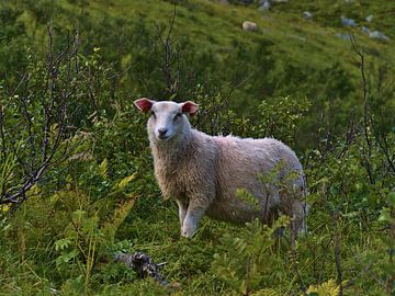 Single white sheep in green vegetation by Timon Schneider
