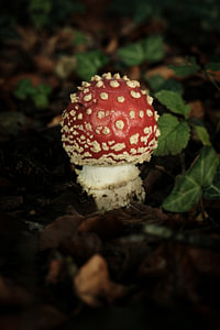 Schattige Rode Paddenstoel op de Gorsselse Hei | Nederland | Natuurfotografie