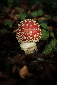 Schattig rode met witte stippen paddenstoel | Nederland | Natuur- en Landschapsfotografie