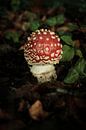 Niedlicher roter Pilz mit weißen Punkten | Niederlande | Natur- und Landschaftsfotografie von Diana van Neck Photography Miniaturansicht