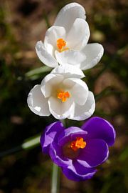 Crocus
