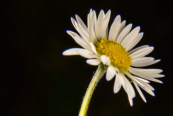Daisy