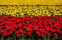 Tulip fields