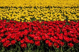 Tulip fields by Erika Gallegos