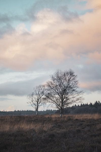 Pink Clouds, Ginkel Heath Netherlands by Imladris Images