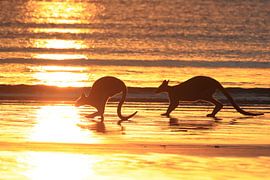 kangoeroe op strand bij zonsopgang, mackay, noord queenland, australië