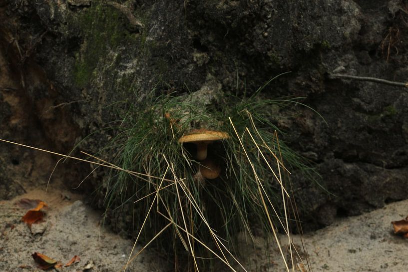 Champignon par Timothy Smits