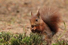 Eekhoorn by Anita Kortus