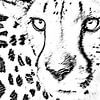 Cheetah of jachtluipaard, portret van Caroline Drijber