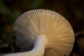 De bas en haut ... sur Eric Fotografie
