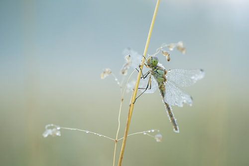 Libellule fragile sur Moetwil en van Dijk - Fotografie