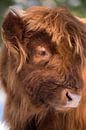 Schotse hooglander (jong, kalf) van Francis Dost thumbnail