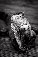 Iguana