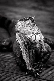 Iguana by Stefania van Lieshout