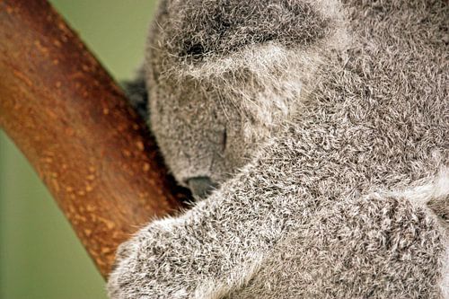 Sleeping cutie von Anneke Verweij