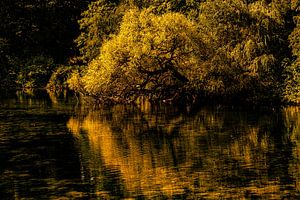 Spiegelung Baum im See