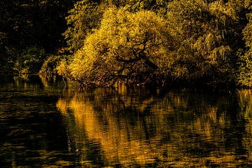 Reflection tree in lake by Dieter Walther