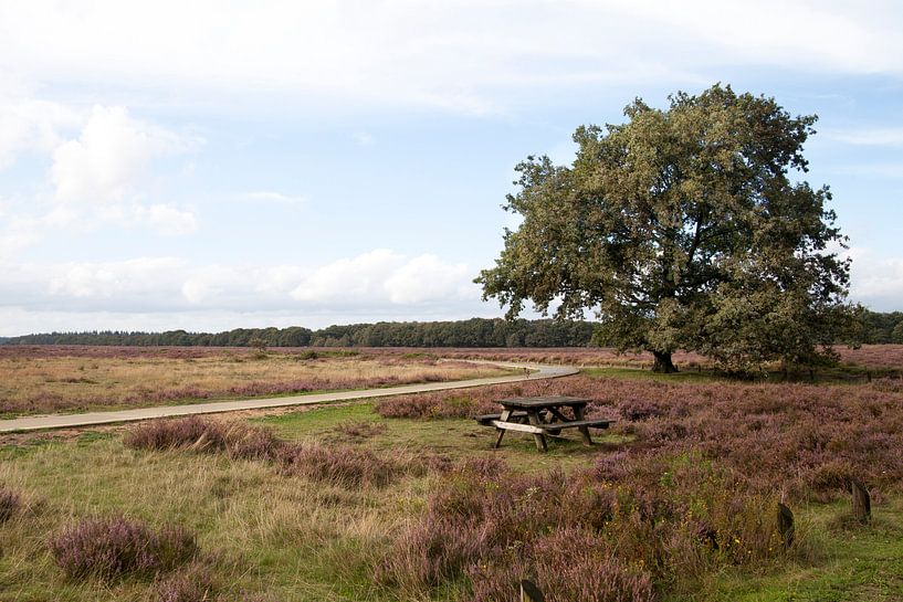 Heide 3 van Irene Hoekstra