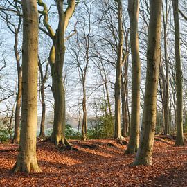 Sterrenbos - Vosbergen - Eelde - Drenthe  (Nederland) van Marcel Kerdijk