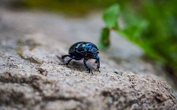 Blauer Käfer von Stijn Cleynhens