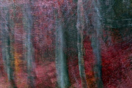 FORÊT FANTÔME 8