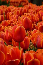 Tulips by Photo's by Tanja