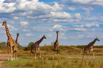veel giraffen van Peter Michel