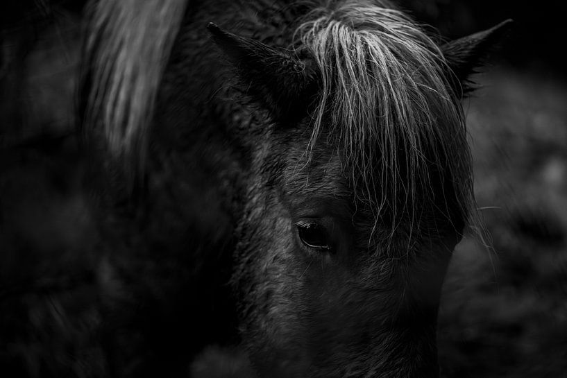 Pferd in intensivem Fokus in Schwarz und Weiß von Femke Ketelaar