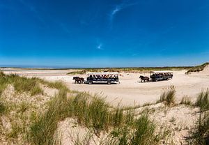 Parc national des Dunes de Texel, de Slufter, De Cocksdorp, Texel, Hollande du Nord, Pays-Bas sur Rene van der Meer