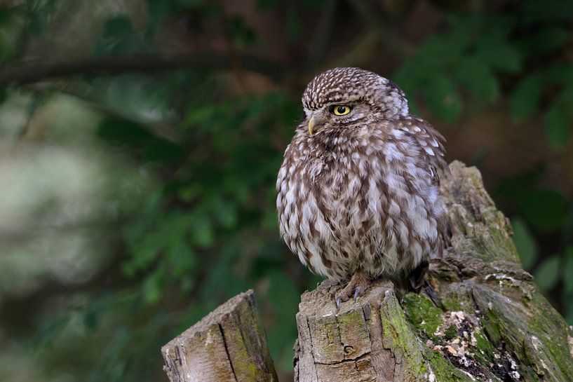 Steinkauz ( Athene noctua ) ruht auf seinem Ansitz auf einem alten Kopfbaum par wunderbare Erde