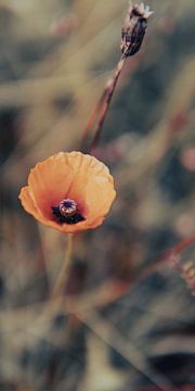 Fleurs Coquelicot sur Raaf