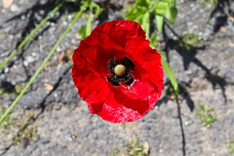 Red corn poppy flower in front of stony ground by MPfoto71
