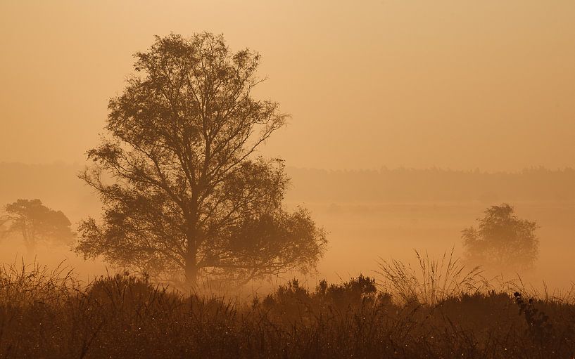 Nebel auf Hoog Buurlo von Joop Gerretse