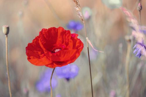 Klaprozen in het tegenlicht van de ochtend
