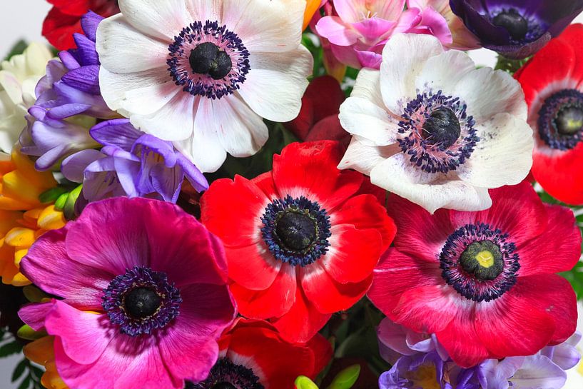 Anemonen von Thomas Jäger