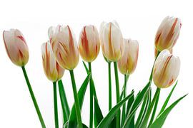 Tulips on Fire by Edwin van Nuil