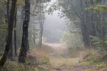 Brouillard et soleil dans la forêt
