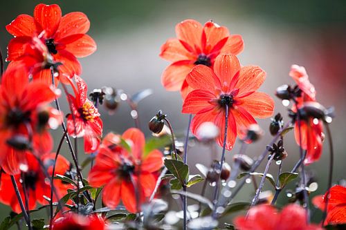 Fleurs rouges sous la pluie