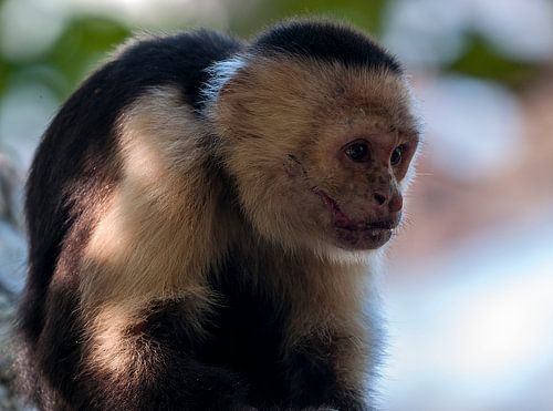 Witschouderkapucijnaap