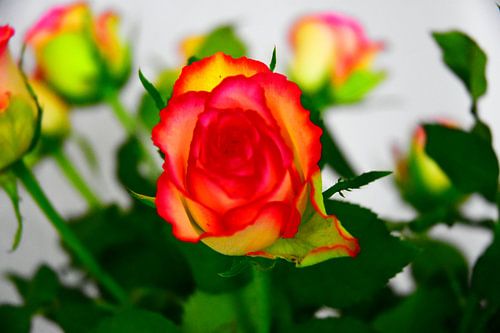rose sur Johann Bucher