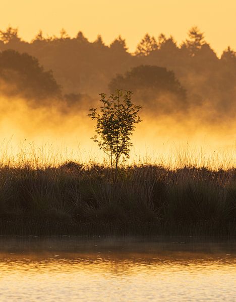 Sunrise Dwingelderveld - Drenthe (Netherlands) by Marcel Kerdijk