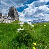 Daffodil Anemone with the Cinque Torri in the background by Rene Siebring
