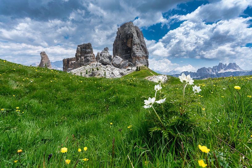 Daffodil Anemone with the Cinque Torri in the background by Rene Siebring