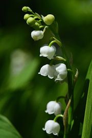 Lelietjes-van-dalen in mei van Ulrike Leone