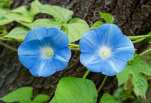 Two Morning Glory Flowers on Tree Stump von Iris Holzer Richardson