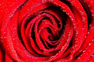 Rose rouge avec des gouttes d'eau  sur Richard Guijt Photography
