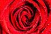 Rode roos met waterdruppels  van Richard Guijt Photography