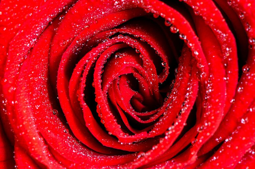 Rode roos met waterdruppels  van Richard Guijt Photography