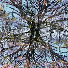 Crazy Tree van Robin Gooijers | Fotografie