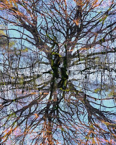 Crazy Tree van Robin Gooijers | Fotografie